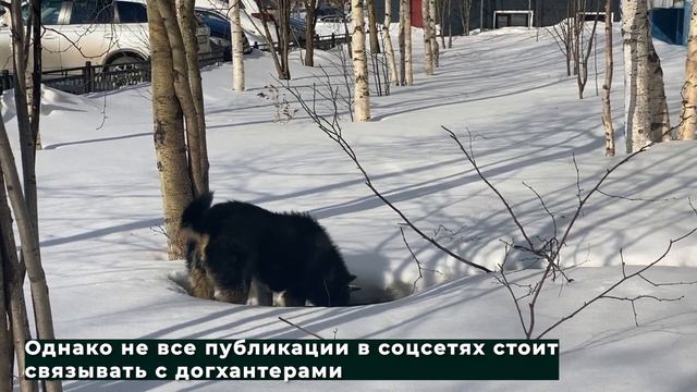 Догхантеры наступают? 22.03.2021 смотреть онлайн
