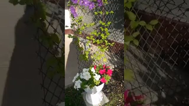 зацвёл клематис . смотреть онлайн