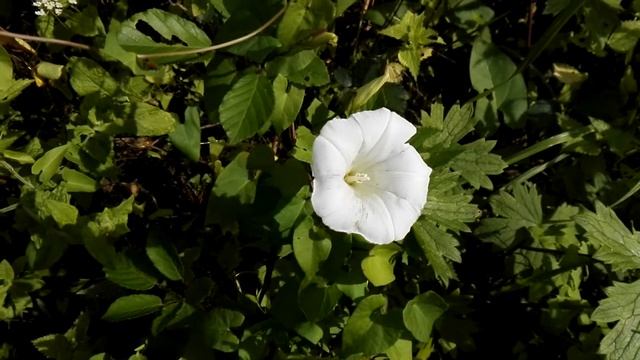 Calystegia sepium (Wild morning glory) смотреть онлайн