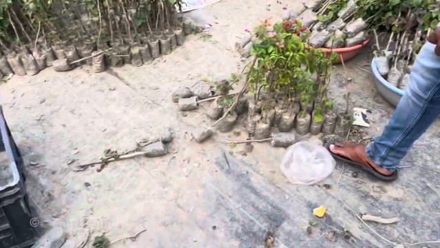 মাত্র ১২ টাকা দাম একই ভ্যারাইটির ১০০ টি বুগেনভেলিয়া কিনলে। খুচরো কিনলে ২০ টাকা দাম। смотреть онлайн