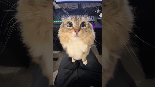 Врум-врум смотреть онлайн