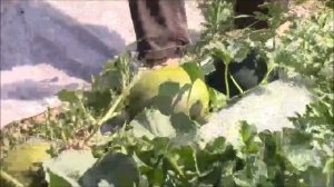 Как вырастить арбузы и дыни в Сибири по природному земледелию