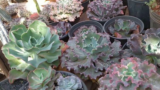 fiz uma decapitação? na minha linda echeveria Japão x Mahogany? Suculentas com dicas valiosa? смотреть онлайн
