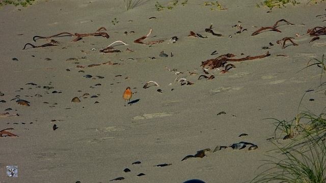 Northern wheatear,Steinskvett,Обыкновенная каменка,Traquet motteux,Tapuit,nikon coolpix p1000 смотреть онлайн