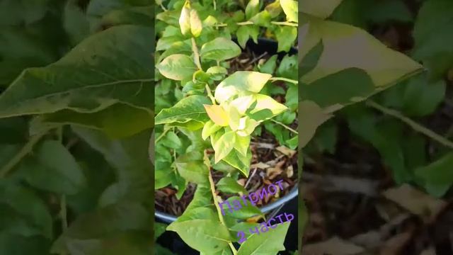 голубика,патриот.2 часть смотреть онлайн