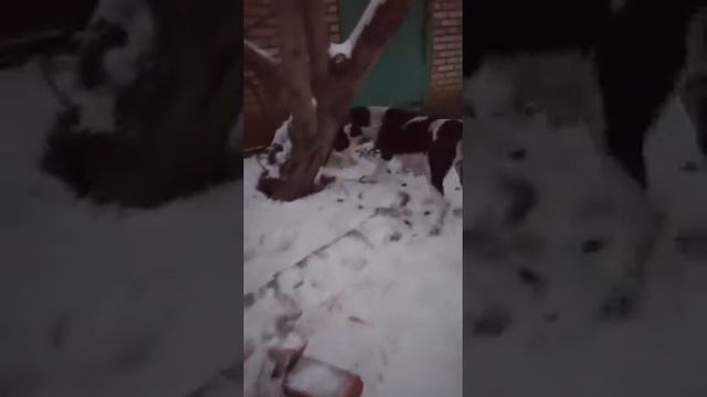 Самый злой щенок Алабая смотреть онлайн