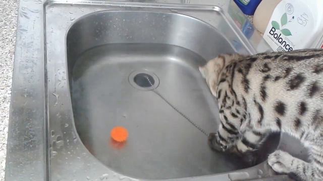 Bengal kitten playing with water. Бенгальский котенок играет с водой смотреть онлайн