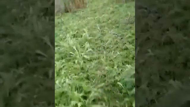 Нашли норы Лис и следы Касуль смотреть онлайн