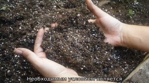 Сроки посадки картофеля