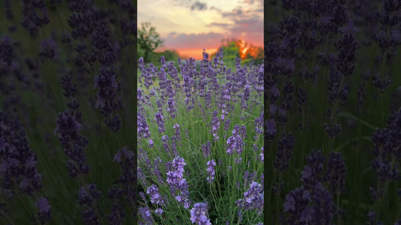 Inst:  Natali.na.ferme #деревня #дача