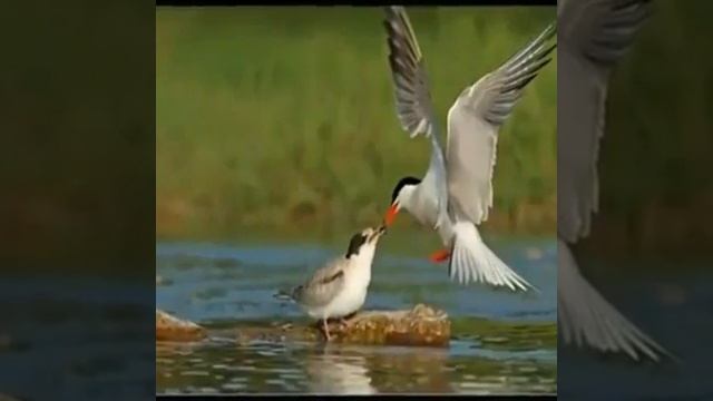 Турецкий релакс