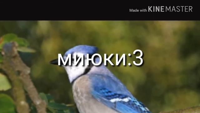 Ммои друзья в виде птиц номер 7)0) смотреть онлайн