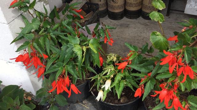 Бегония Боливийская