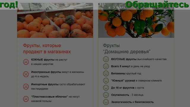 Домашние Деревья Черешня смотреть онлайн