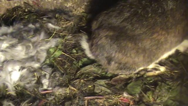 Как определить, что крольчиха скоро окролиться. смотреть онлайн