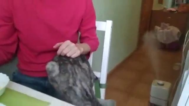 Снежный Барс ласкается на ручках. Кошачий приют. Петербург смотреть онлайн