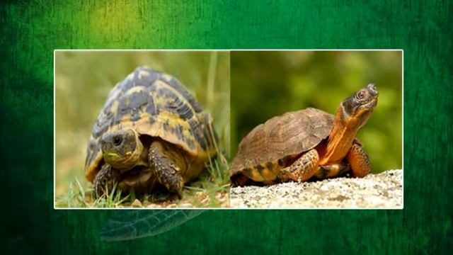 Help Save Turtles And Tortoises For Future Generations смотреть онлайн