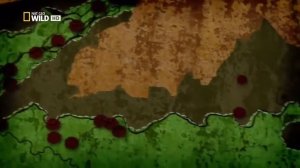 Охота на людей тигра людоеда Тигрица людоед