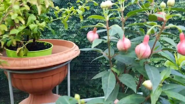Бомбическое цветение моих комнатных растений. Рая и цветы. Обзор цветущих растений смотреть онлайн