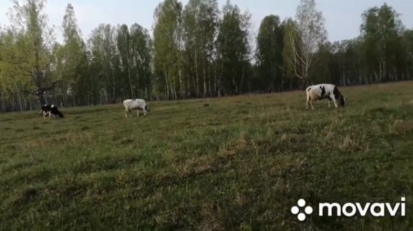 Бык сломал ногу.