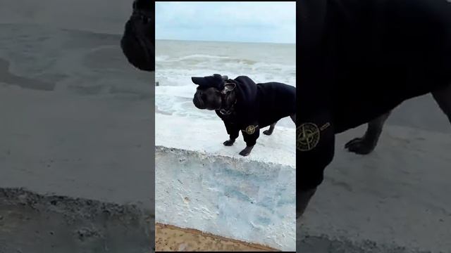 собакаgmail.com стоник смотреть онлайн