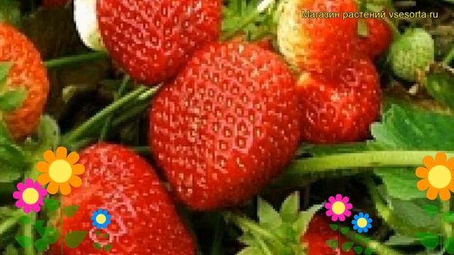 Земляника садовая Альфа. Краткий обзор, описание характеристик fragaria ananassa Alfa смотреть онлайн
