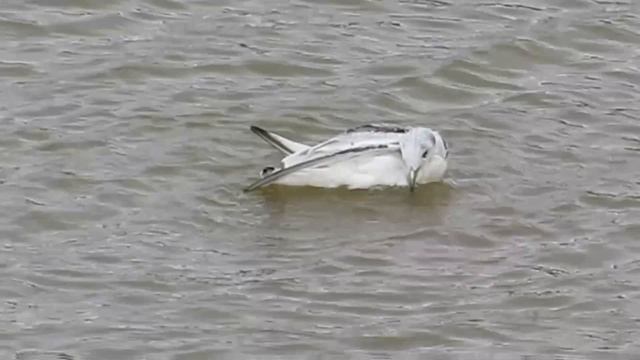 Обыкновенная моевка - Rissa tridactyla смотреть онлайн