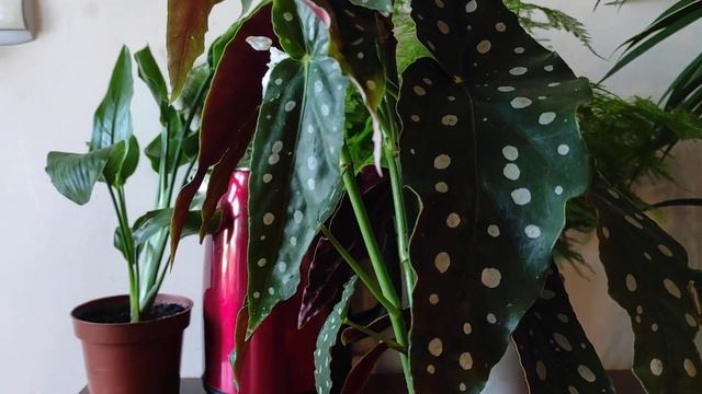 КУПИЛА по Акции КОМНАТНЫЕ растения и КОСМЕТИКУ YEVES ROCHER . Обзор смотреть онлайн