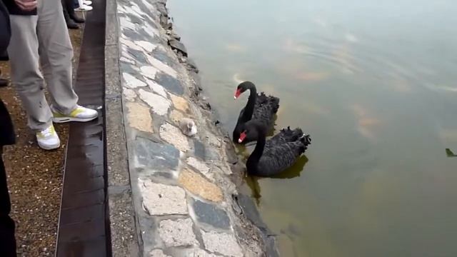 Черные Лебеди с птенцом смотреть онлайн