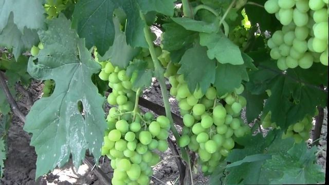 @Виноград белый отзывы. Хороший виноград. Ч.2 смотреть онлайн