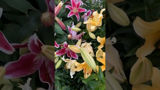 Лилии Corcovado и Yasmine смотреть онлайн