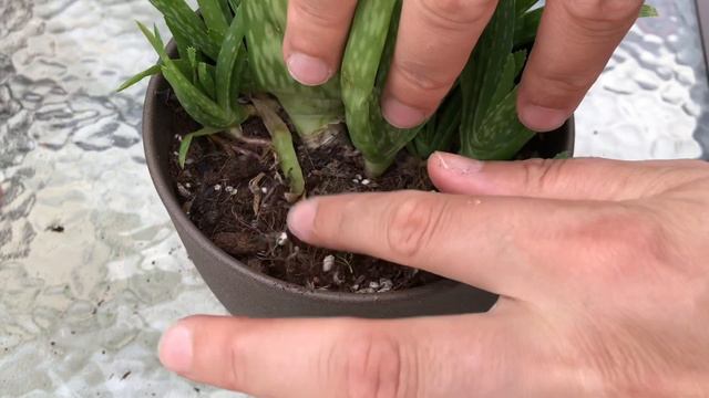 Aloe Vera Coşturan Ve Bol Bol Yavru Verdiren Karışım/Aloe Vera Bakımı/Cocopit/Hindistan Cevizi Torf смотреть онлайн