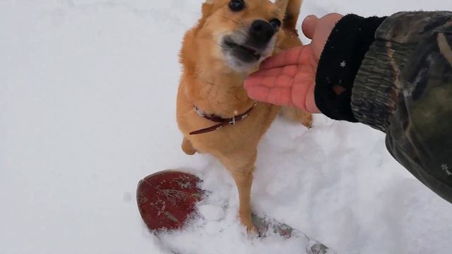 поход в лес с лайкой смотреть онлайн