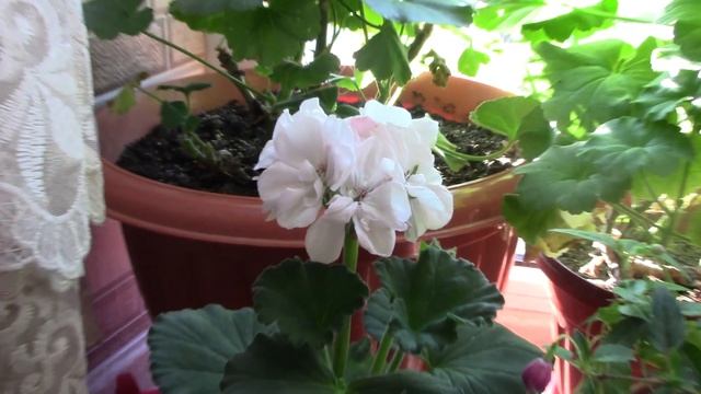 Пеларгония, которая Вас очарует. смотреть онлайн