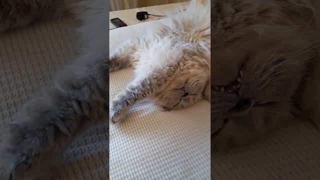 Буняшу разморило!Чихуахуа Пулька, шотландская кошка Буня и шиншилла Боцман. 28.07.2022. смотреть онлайн