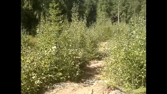 Свой мотокросс в лесу