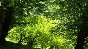 Цахурское село Гум в Кахском районе
