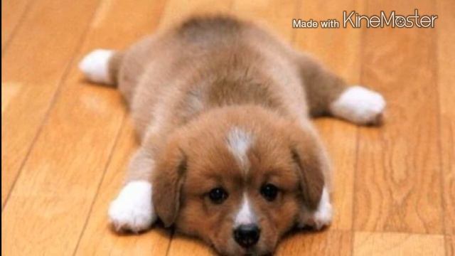 💖 Вы мои щенки 💖 смотреть онлайн