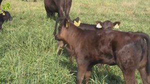 Послушайте! Вот это песня! Колхоз