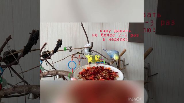 Как научить волнистого попугая кушать овощи? Благодаря запаренной каше! смотреть онлайн