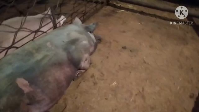 У нас 28 Мороза , Дробим Сою,чистим загоны,топем печки смотреть онлайн