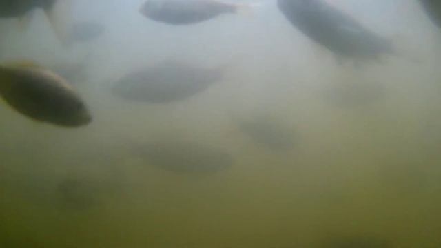 Подводное видео, пруд на участке даче своими руками без плёнки. смотреть онлайн