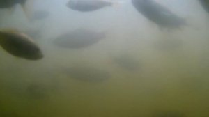 Подводное видео, пруд на участке даче своими руками без плёнки.