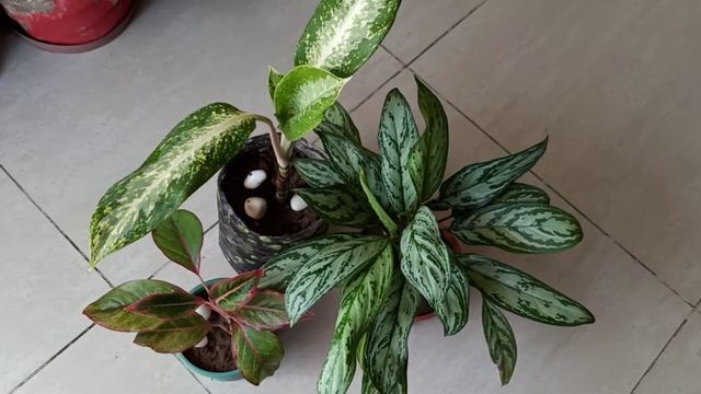 Care of aglaonema ?plants/Chinese ever green/lipstick aglaonema#gardening with geet Kumar. смотреть онлайн