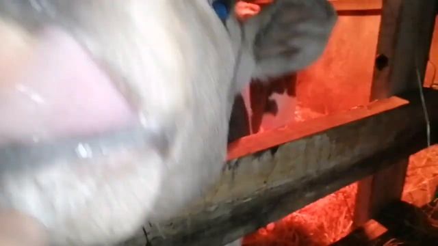 Как поить телёнка? / Бутылка или Ведро? / Как перейти на двух разовую дойку без потерь молока. смотреть онлайн