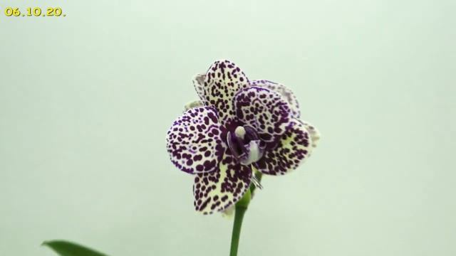 ФАЛЕНОПСИС "Дикий Кот" СОШЁЛ С УМА.Орхидея phal. 'Wild Cat'. смотреть онлайн