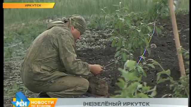 Озеленение Иркутска: кто ответственен за это?