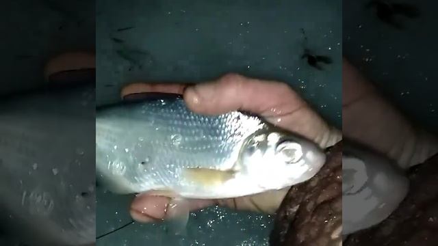 Рыболовная снасть "вертолёт"Ловит по три рыбины за раз !! Ссылка на полное видео в описании ?(?) смотреть онлайн