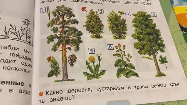 Окружающий мир/2 класс/часть 1/Плешаков/Какие бывают растения/07.10.20 смотреть онлайн