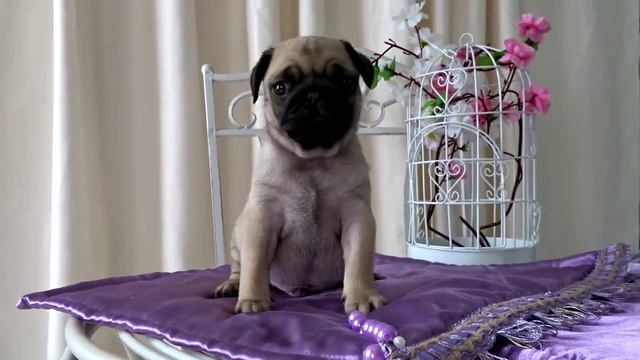 Русский Джекпот Индиго - продажа смотреть онлайн